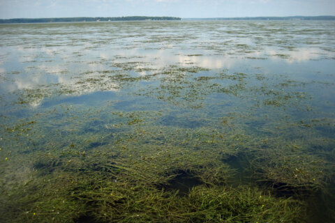 Good news for shellfish: Aquatic grasses fight acid in Chesapeake Bay, study finds