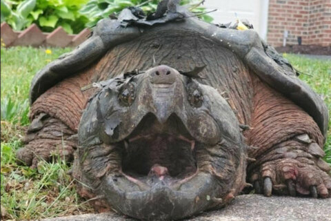 Nonnative alligator snapping turtle caught in Fairfax County