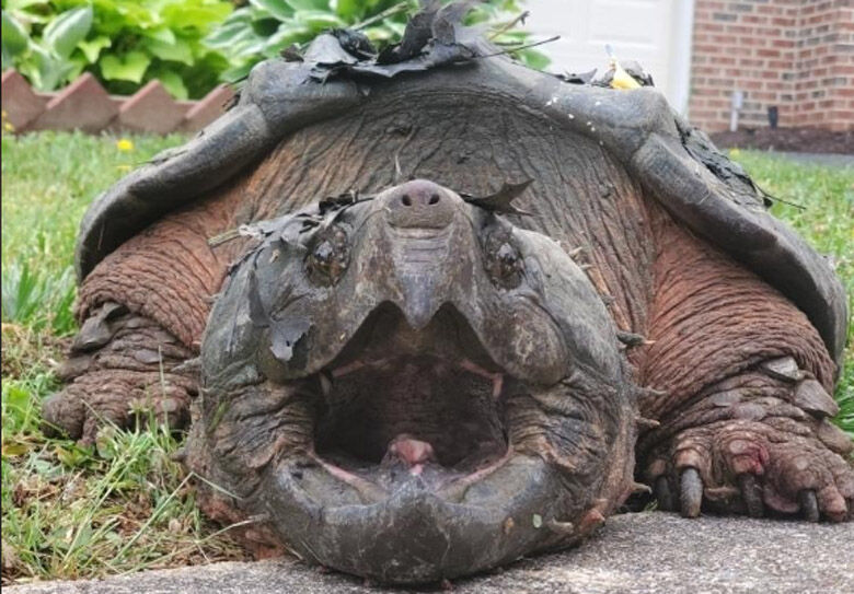 Nonnative alligator snapping turtle caught in Fairfax County | WTOP
