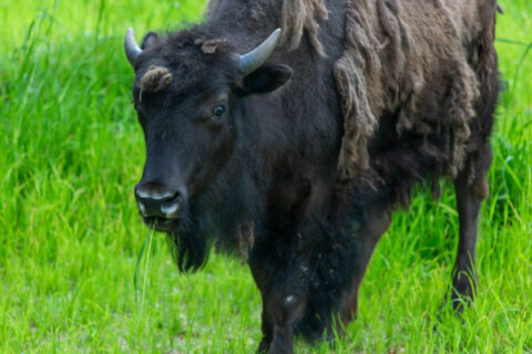 Herd the news? National Zoo welcomes 2 new bison