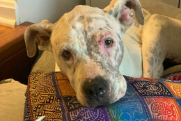 Ladybell was rushed into emergency surgery and is now recovering in the care of a foster home. (Courtesy Humane Rescue Alliance)
