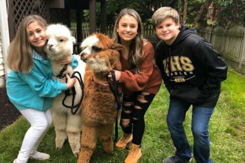 Virginia-based business brings alpacas to your door