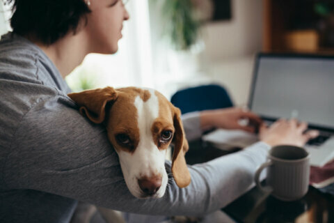 Will more dogs be going back to the office?