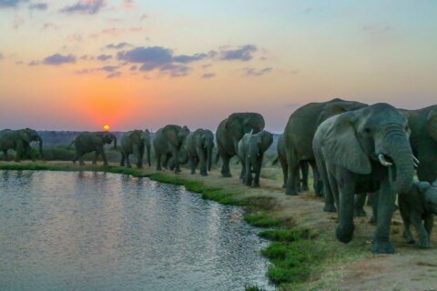 Safari at sunset: Live virtual visit with elephants in South Africa