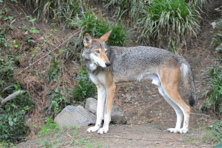 I Like The Washington Red Wolves Name 