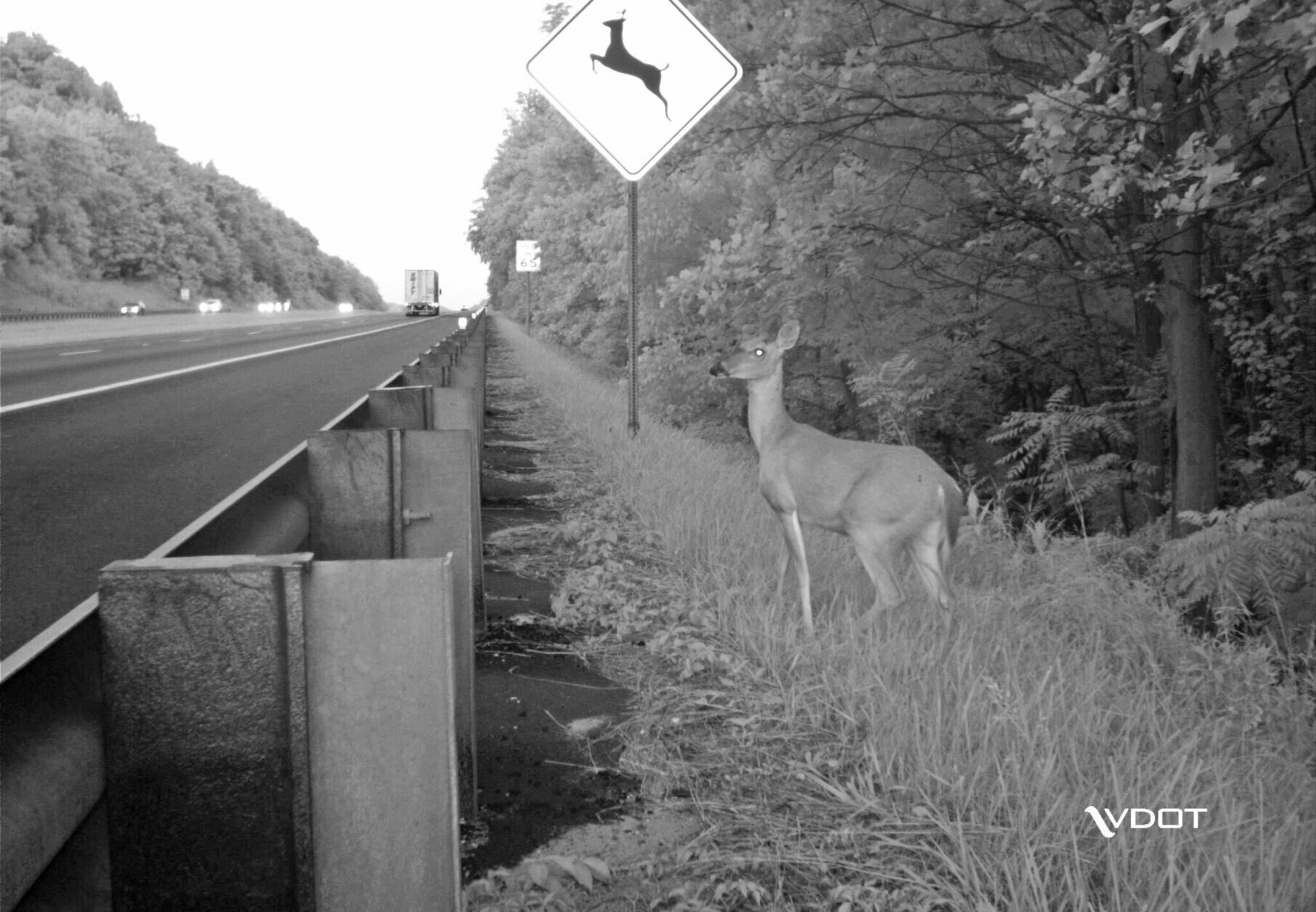 deer crossing sign black and white