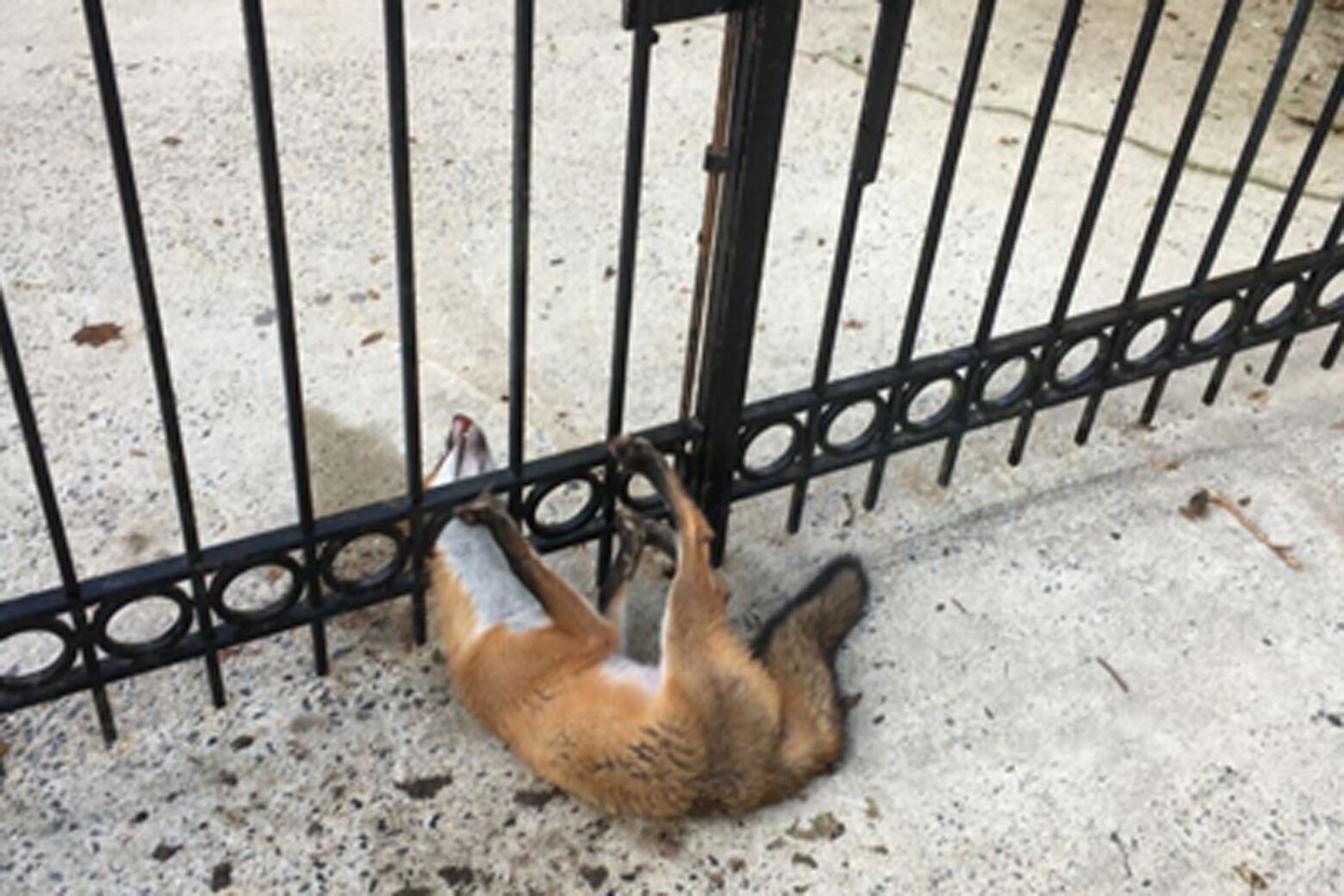 Fox with head trapped in gate