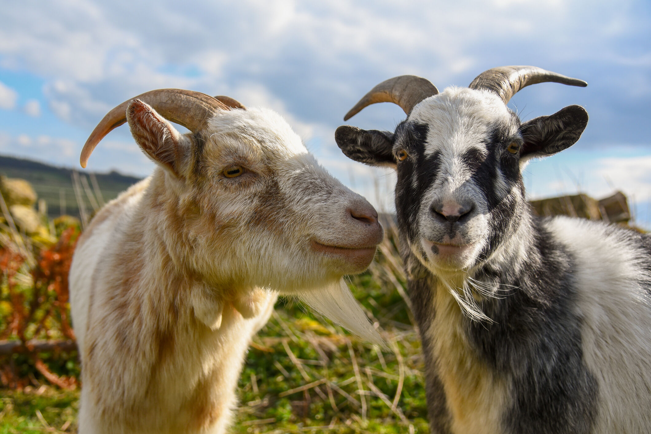 4-people-charged-after-2-goats-found-killed-in-spotsylvania-county