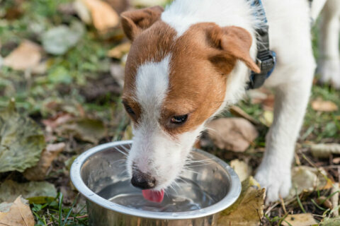 Recognizing and preventing heat exhaustion in pets