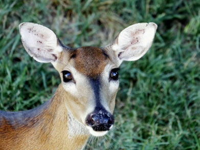 Montgomery Co.’s annual deer population control efforts will start in September