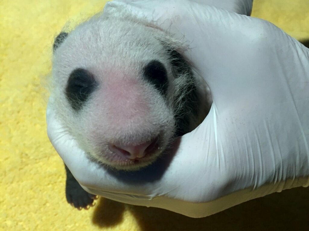 National Zoo’s baby panda gets first checkup | WTOP