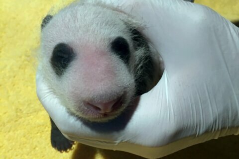 National Zoo’s baby panda gets first checkup