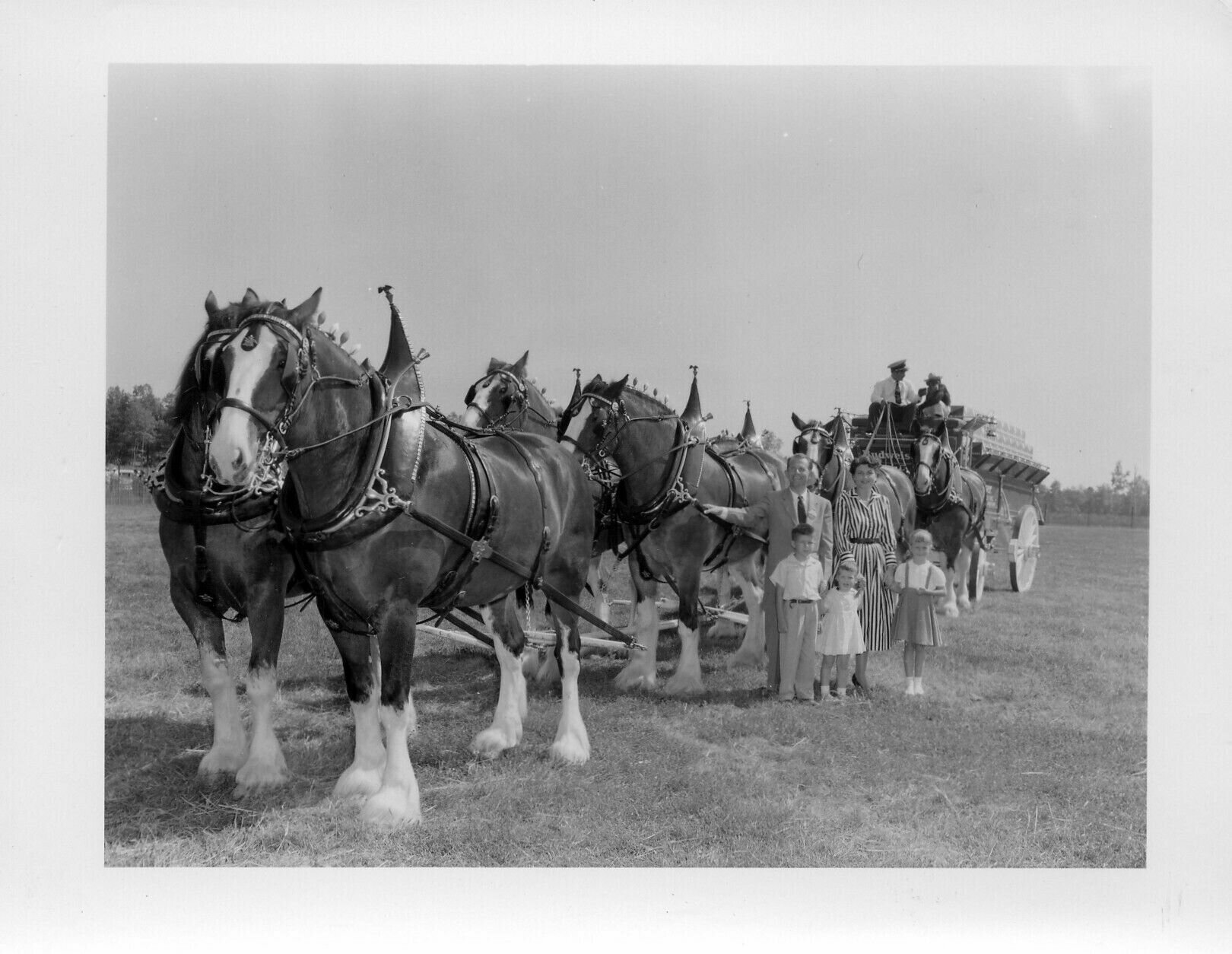 guy distributing, clydesdales