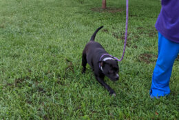 Leashed dog on grass