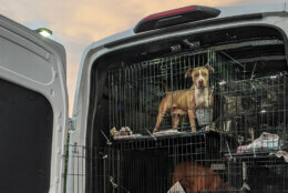 Rescue dog caged in van