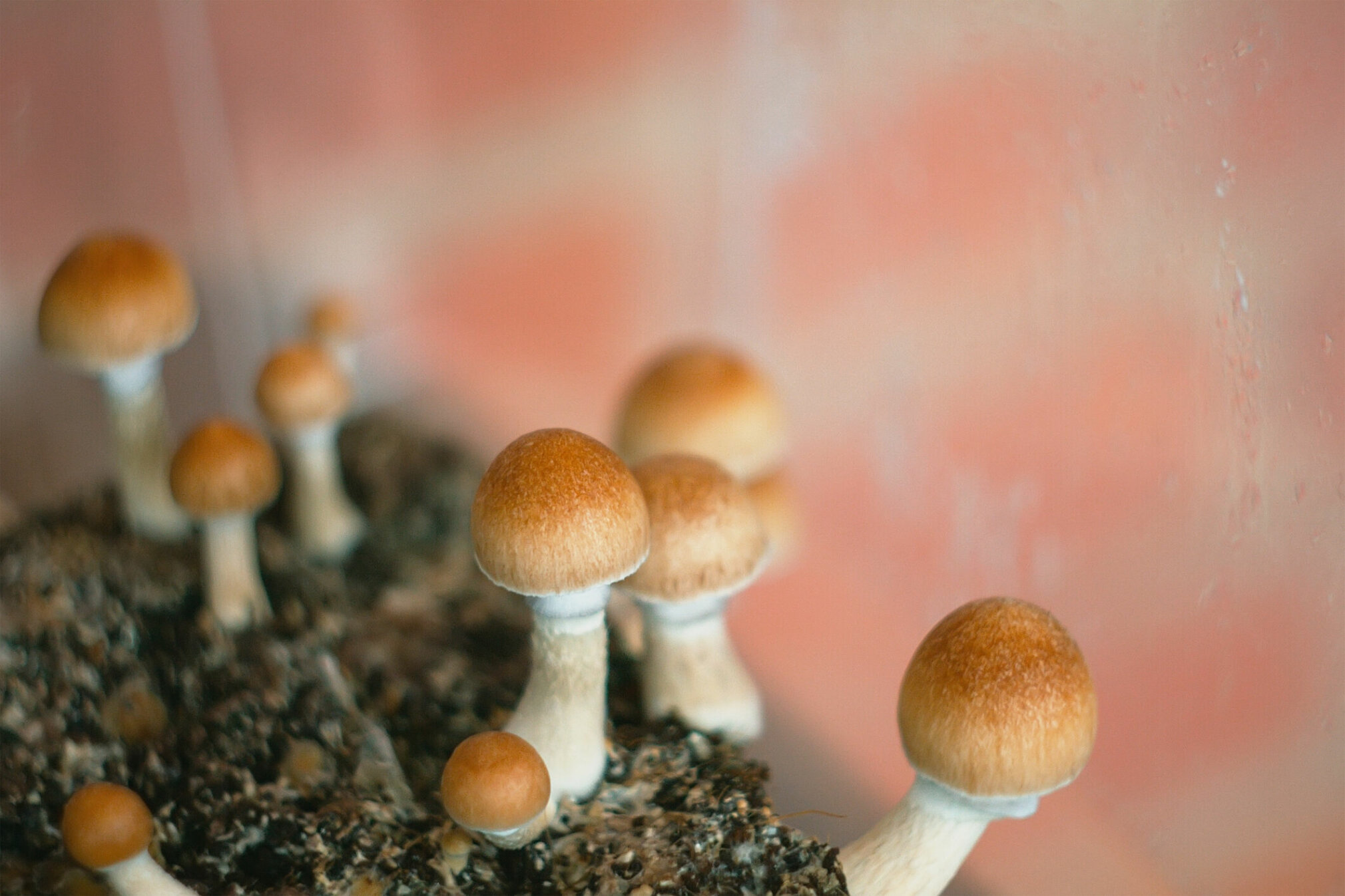 ‘Magic mushrooms’ could help cancer patients with depression