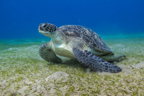 Stranded, 700-pound sea turtle euthanized in Virginia