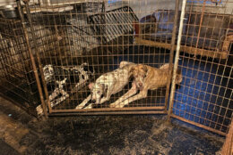 Three dogs in a kennel.
