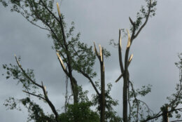Edgewater tornado trees sheered