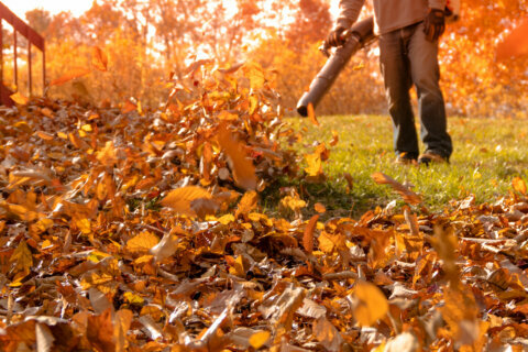 Protected: Preparing for Fall:  The “To Do” List for Your Yard