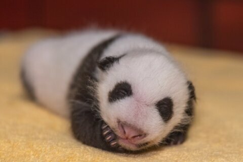 1 month and growing: National Zoo’s baby panda is as round as it is long