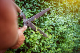 Man gardener using garden shears to cut trim the fence hedge in the summer day professional manual
