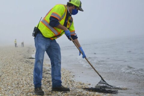 Oil spill cleanup continues along Delaware, Maryland coast