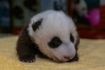 Sshh! He can hear you: National Zoo’s baby giant panda turns 8 weeks old