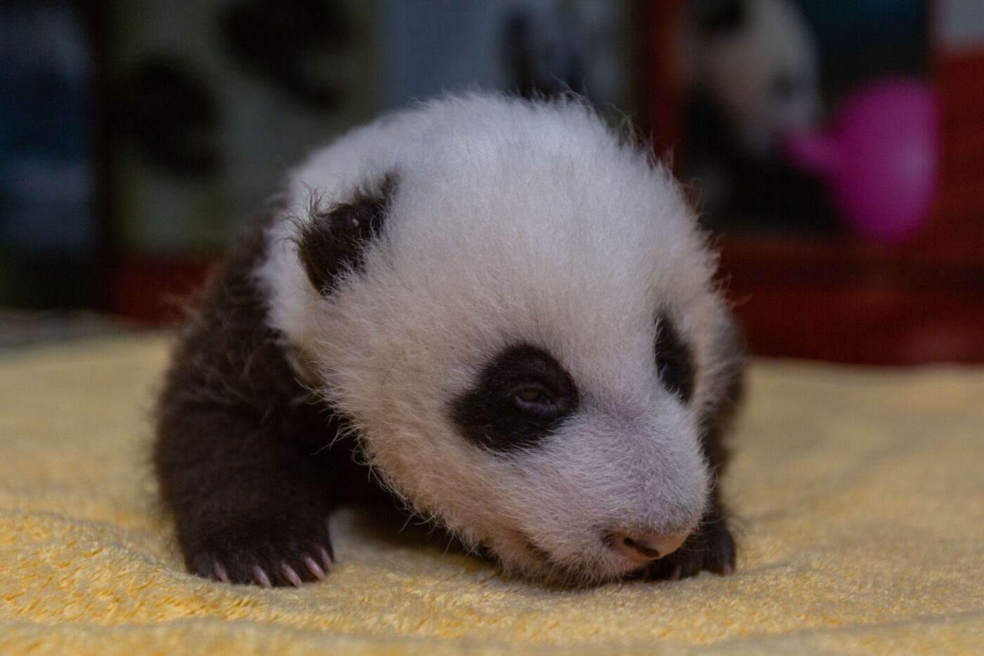 Sshh! He can hear you: National Zoo's baby giant panda turns 8 weeks old -  WTOP News