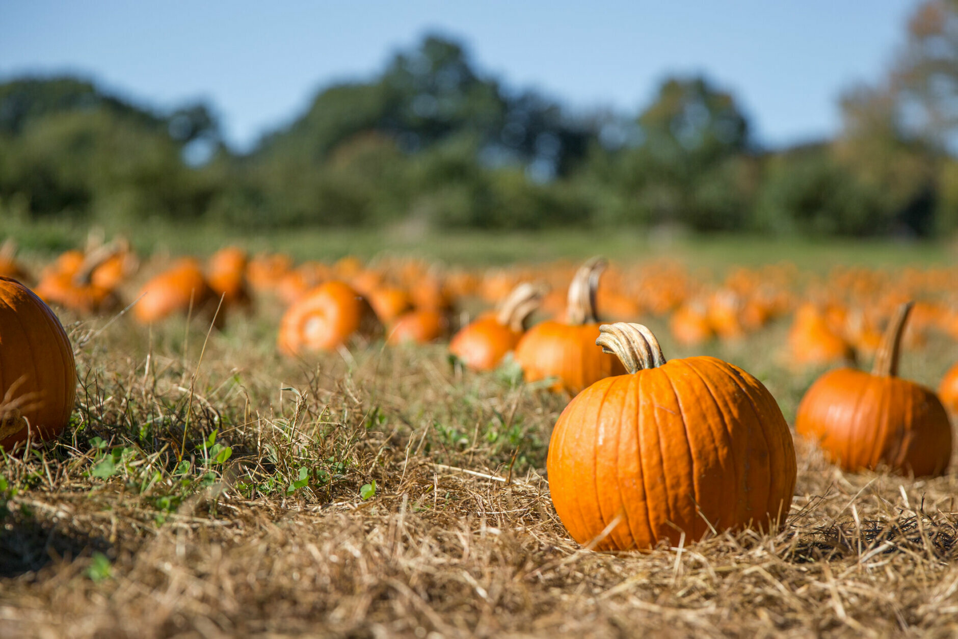 <p><a href="https://greatcountryfarms.com/festivals-events/fall-pumpkin-harvest-festival/" target="_blank" rel="noopener">Great County Farms</a> in Loudoun County, Virginia, features their fall festival from Oct. 1 through Halloween. They have pumpkin picking, a corn maze, marshmallow roasting over a bonfire and more. There are also cider doughnuts for those looking for a taste of fall.</p>
<p>They&#8217;ve been holding their fall fest for more than 25 years.</p>
<p>&#8220;We&#8217;ve grown quite a bit and we&#8217;re able to offer more and more to our guests,&#8221; Andrew Taylor, general manager of the farm, told WTOP. &#8220;We now have a full day experience here. Everything from pumpkin picking, to the corn maze, to a 12-acre play area for the whole family to come out and enjoy the whole day at the farm.&#8221;</p>
<p>Taylor says one of the popular attractions over the last five years or so is a pumpkin-eating dinosaur named &#8220;P-Rex.&#8221;</p>
<p>There&#8217;s also a winery and brewery on the property for some adult fun afterwards.</p>
<p>When it comes to COVID-19 and safety, Taylor encouraged visitors to buy tickets ahead of time. He said there&#8217;s plenty of space for social distancing on the 500-acre farm.</p>
<p>&#8220;We just have so much space for people to spread out. We have a 15-acre play area. We have a large corn maze, and most of the time you&#8217;re really not near people,&#8221; Taylor said. &#8220;We encourage people to come out and get out of the city for the day and enjoy that farm weather.&#8221;</p>
