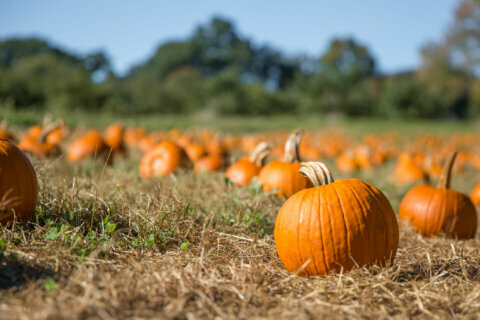 Maryland farmer explains how to find the perfect pumpkin