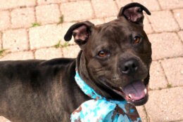 <p>Hooch is a one-year old, 40 pound grey gentleman! He&#8217;s a social guy who likes to lean in for lots of pets. He&#8217;s very curious and would love to go on walks or hikes with you, or just hang out on the couch. Hooch came to the Humane Rescue Alliance after being abandoned and weighing just 28 pounds. Our medical and behavior teams have been working to get Hooch healthy and on his basic manners. We’d love to find Hooch a loving home where he can finally relax and have a family of his very own. As an added bonus, Hooch’s adoption fee has been waived! To learn more or set up a virtual meet and greet, visit humanerescuealliance.org/adopt.</p>
