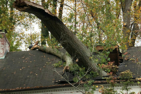 Large tree limb falls on Chevy Chase home, displaces family