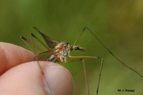 Crane flies look like ‘a mosquito on steroids,’ but there’s no reason to fear them