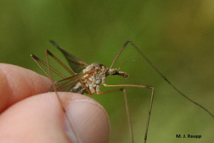 crane-flies-look-like-a-mosquito-on-steroids-but-there-s-no-reason