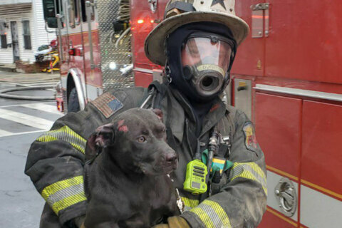 Firefighters save dog from Northeast DC row house fire
