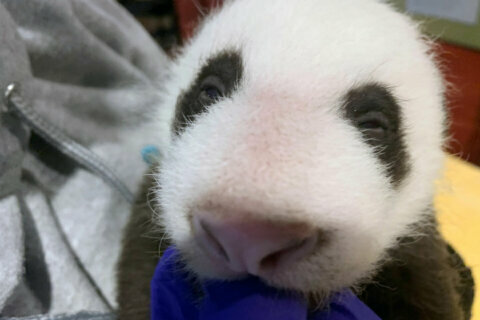 Pand-aww: Giant panda Mei Xiang’s cub begins to open eyes