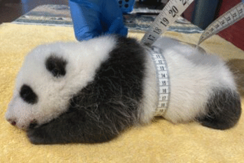 Getting girthy! National Zoo’s panda cub growing fast