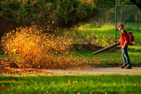 Gas-powered leaf blowers fall out of favor in Fairfax County