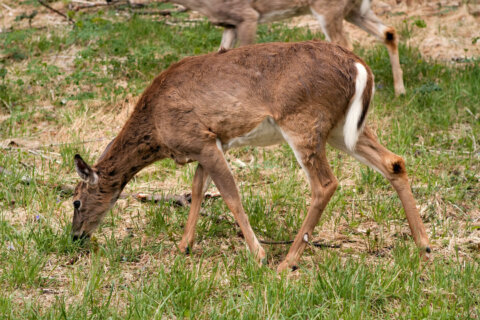 For 1st time, deer hunted in Loudoun Co. tests positive for chronic wasting disease
