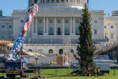 Colorado spruce becomes latest Capitol Christmas tree