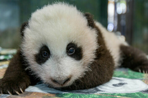 First steps, teeth coming soon for National Zoo’s giant panda cub