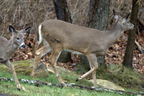 Park Service looking at white-tailed deer management program in DC area