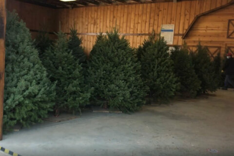 Maryland Christmas tree farm provides fresh air, holiday cheer