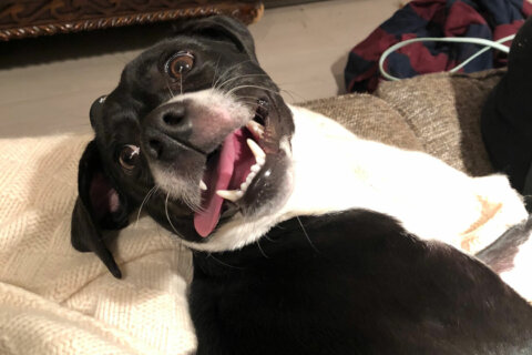 Chanel, WTOP's Pet of the Week: Dec.. 7, 2020.