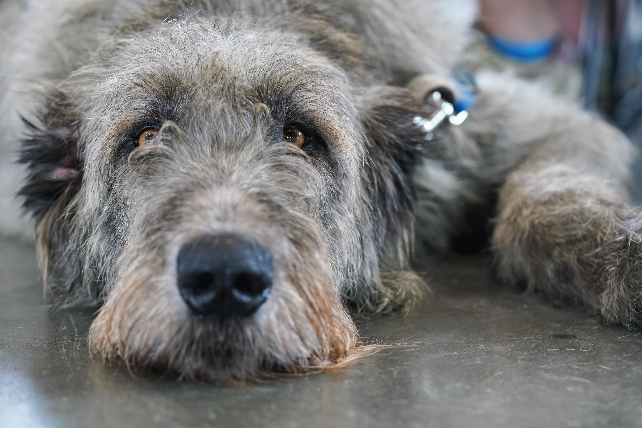 are scottish deerhound the most intelligent dogs