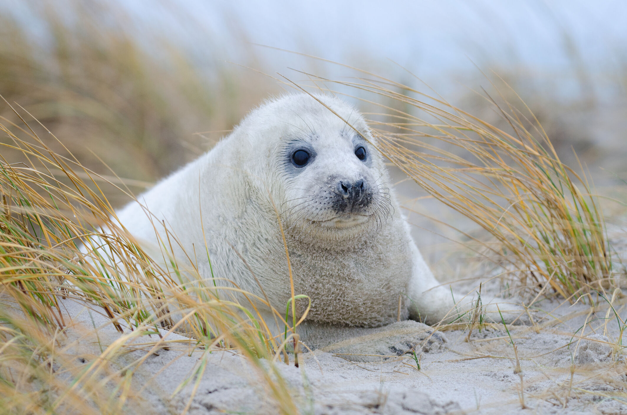 After 9 months of recovery, gray seal returns to the ocean | WTOP News