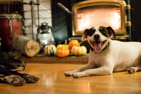 Pet proofing your home for the holidays