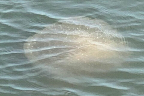 Jellyfish that can grow to size of beach balls seen in Carolinas