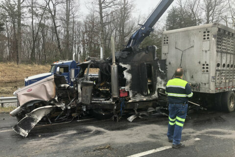 Tractor-trailer hauling pigs crashes on I-95 in Stafford Co.; driver charged with reckless driving